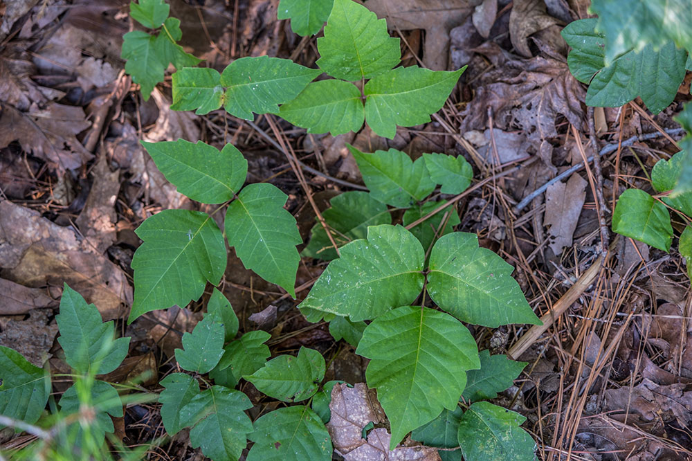 poison ivy treatment plant